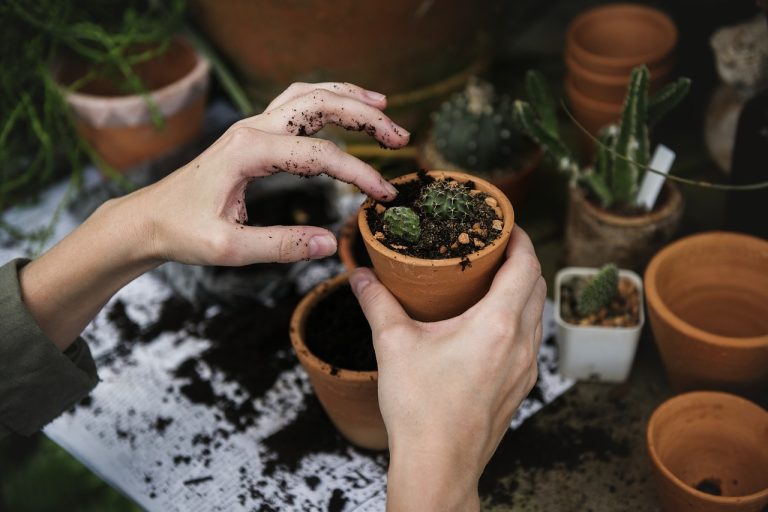 Essential Tools and Techniques for Successful Outdoor Gardening